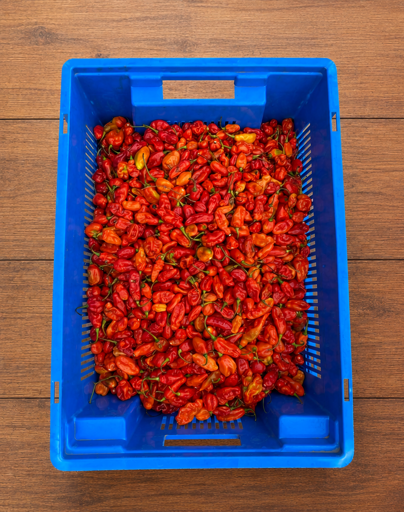 Fresh peppers